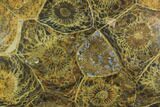Polished Fossil Coral (Actinocyathus) - Morocco #100621-1
